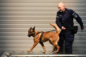Funkcjonariusz Policji prowadzi psa po taśmie bagażowej Funkcjonariusz Policji prowadzi psa po taśmie bagażowej