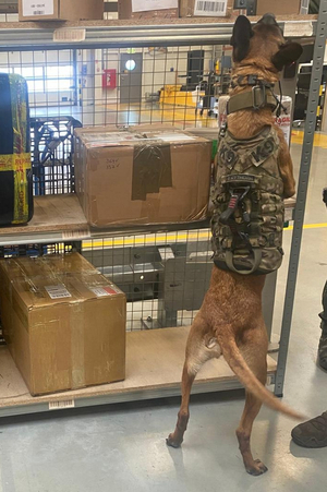 Wspólne ćwiczenia przewodników psów służbowych