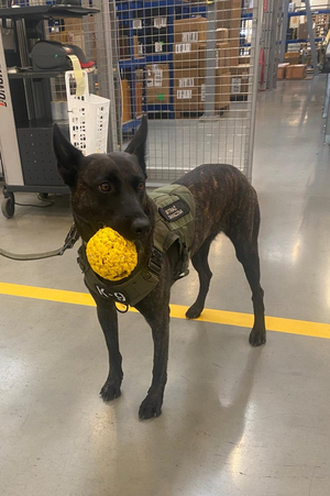 Wspólne ćwiczenia przewodników psów służbowych