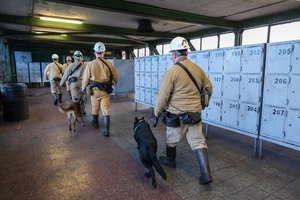 Szkolenie psów służbowych w Kopalni Węgla Kamiennego „Borynia-Zofiówka” Ruch „Zofiówka”