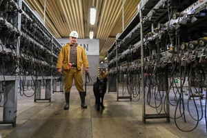 Szkolenie psów służbowych w Kopalni Węgla Kamiennego „Borynia-Zofiówka” Ruch „Zofiówka”