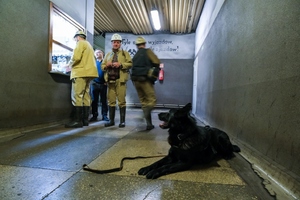 Szkolenie psów służbowych w Kopalni Węgla Kamiennego „Borynia-Zofiówka” Ruch „Zofiówka”