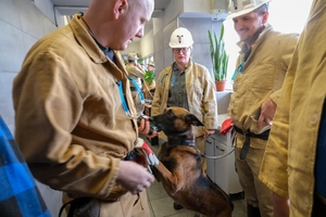 Szkolenie psów służbowych w Kopalni Węgla Kamiennego „Borynia-Zofiówka” Ruch „Zofiówka”