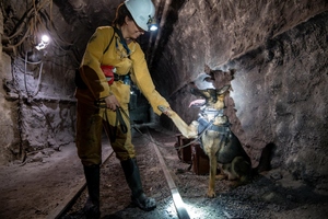 Szkolenie psów służbowych w Kopalni Węgla Kamiennego „Borynia-Zofiówka” Ruch „Zofiówka”
