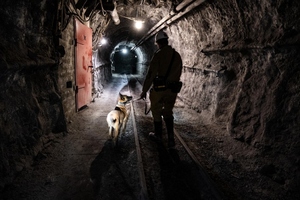 Szkolenie psów służbowych w Kopalni Węgla Kamiennego „Borynia-Zofiówka” Ruch „Zofiówka”