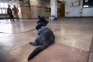 Szkolenie psów służbowych w Kopalni Węgla Kamiennego „Borynia-Zofiówka” Ruch „Zofiówka”