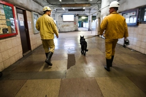 Szkolenie psów służbowych w Kopalni Węgla Kamiennego „Borynia-Zofiówka” Ruch „Zofiówka”