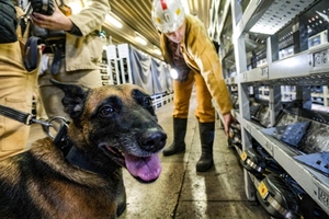 Szkolenie psów służbowych w Kopalni Węgla Kamiennego „Borynia-Zofiówka” Ruch „Zofiówka”