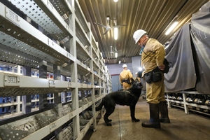 Szkolenie psów służbowych w Kopalni Węgla Kamiennego „Borynia-Zofiówka” Ruch „Zofiówka”