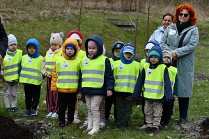 Sadzenie 35 klonów