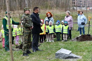 Sadzenie 35 klonów