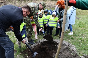 Sadzenie 35 klonów