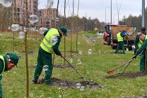 Sadzenie 35 klonów